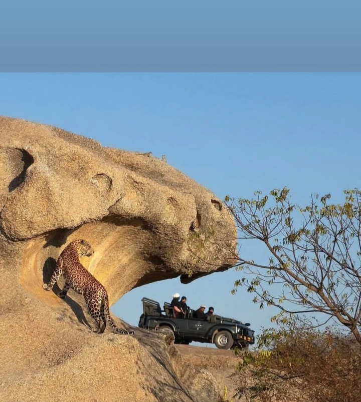 Kumbhalgarh wildlife sanctuary - Kumbhalgarh wildlife sanctuary Aaret, कुम्भलगढ़, क़िला कुम्भलगढ़, राजस्थान 313325, India