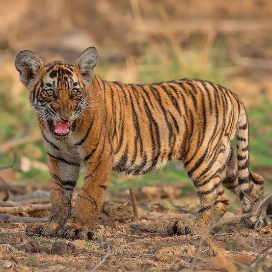 Ranthambore National Park - Ranthambore National Park Rajasthan, India