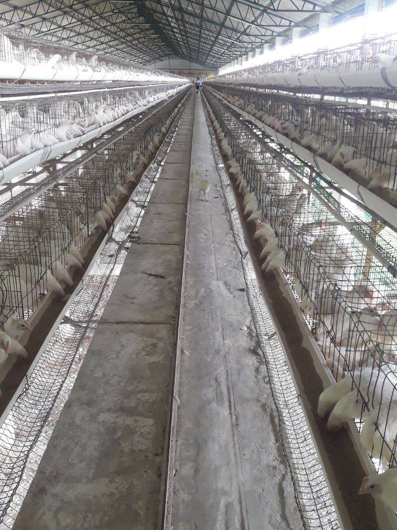 Venkatrama Poultries Limited HO office - Venkatrama Poultries Limited HO office, Raipur, Chhattisgarh 493114, India
