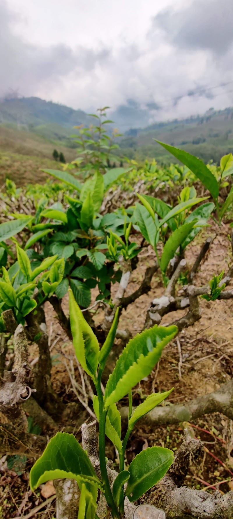 Thurbo Tea Estate Factory - Thurbo Tea Estate Factory V5XC+967, SH12, Bukim Tea Garden, West Bengal 734214, India