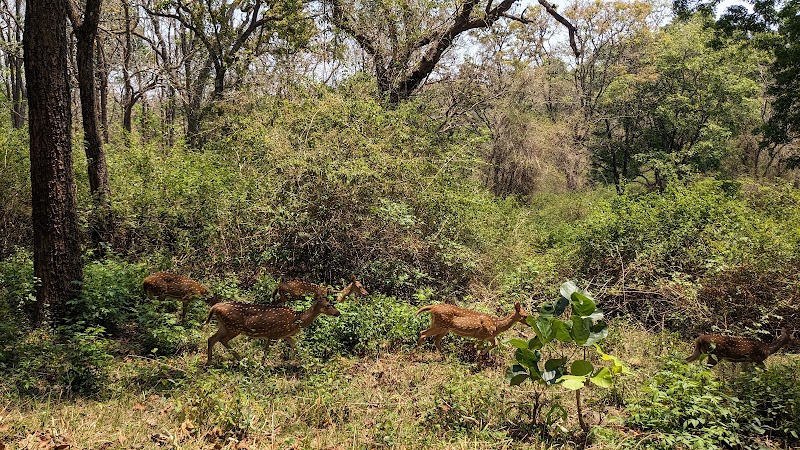 K Gudi. - K Gudi., W43C+GVW, B.R.Hills, Karnataka 571342, India