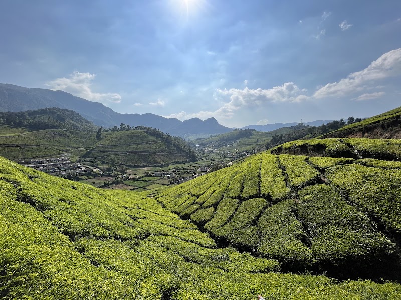 Tea garden view point