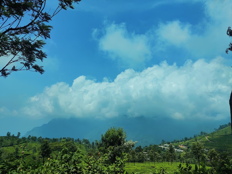 Tea plantation - Tea plantation 8RX9+WQ, Coonoor, Tamil Nadu 643101, India