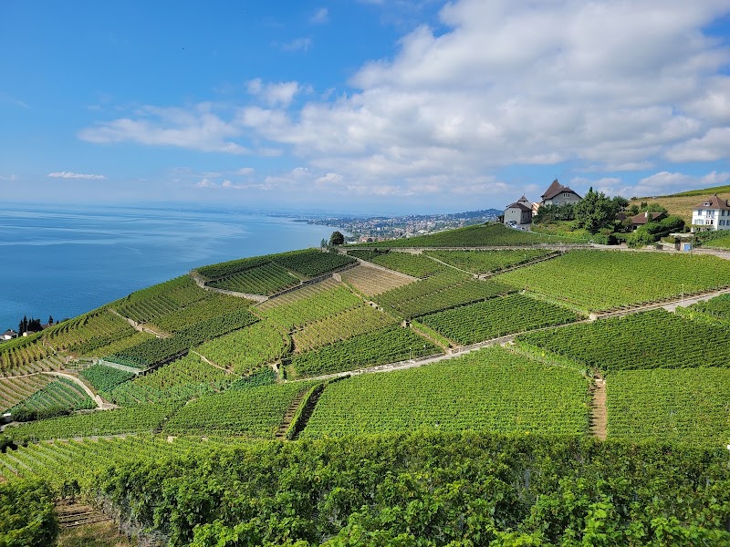 Terrasses viticoles de Lavaux - Cully - Terrasses viticoles de Lavaux - Cully Rue du Temple 17, 1096 Cully, Switzerland