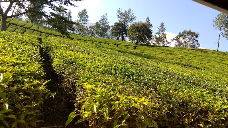 Talayar Tea Factory - Talayar Tea Factory 5442+FV8, Kannan Devan Hills, Kerala 685614, India