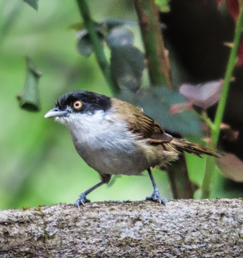 Mugilu - Mugilu Bugadahalli Village,kyanahalli post, Sakleshpura, Bugadahalli, Karnataka 573134, India