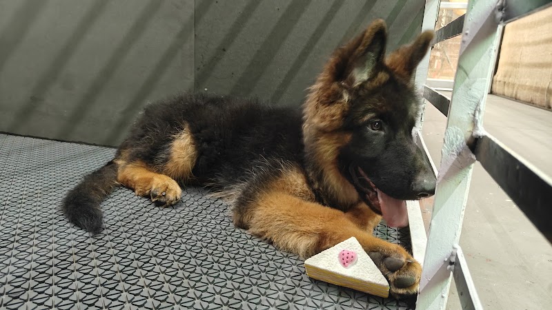 Zupy's Den | Premium Pet Retreat - Zupy's Den | Premium Pet Retreat, Zupy's Den, Dolphins Farm House Doomartalab, 236/8 & 236/13, Amanaka Thana Rd, near India Oil petrol pump, Amanaka, Raipur, Chhattisgarh 492099, India
