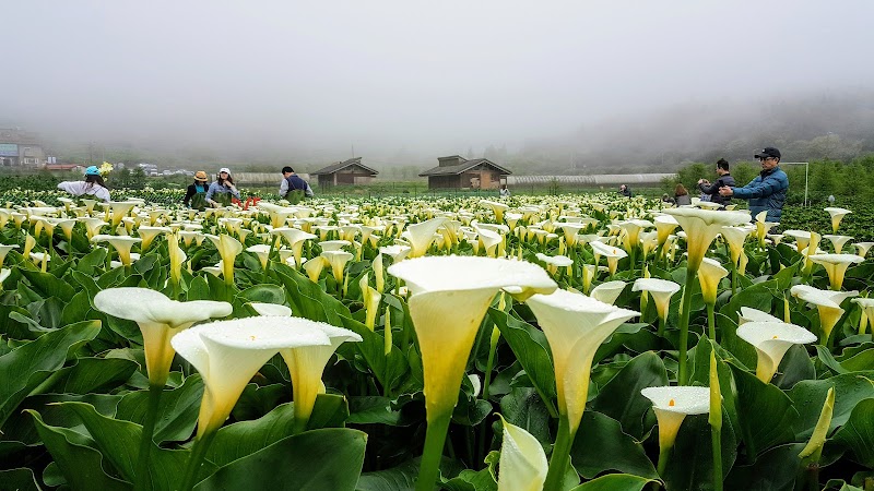 Yangmingshan National Park - Yangmingshan National Park, Taiwan