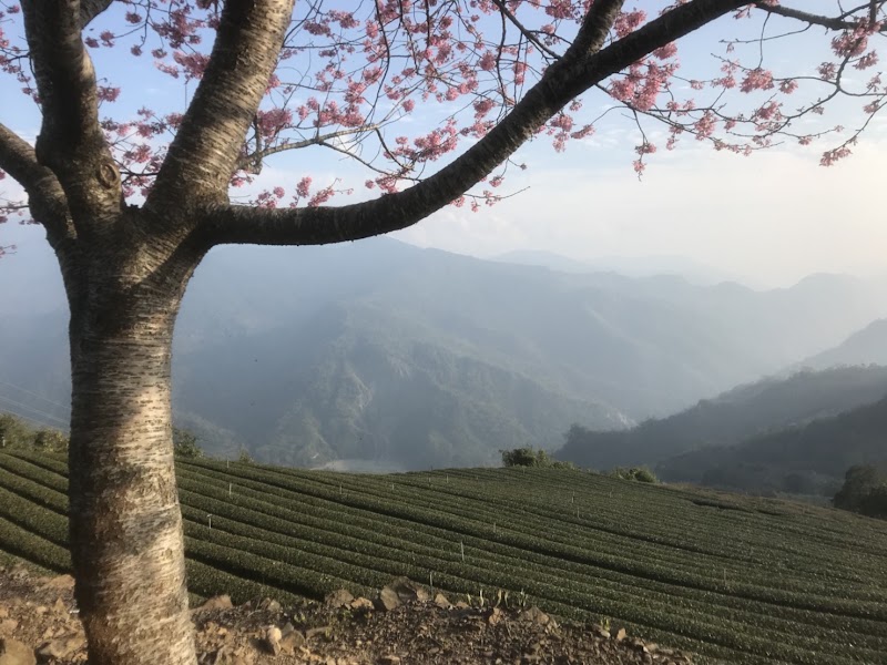 茶雲居 Tea Cloud Guest House - 茶雲居 Tea Cloud Guest House No. 116-2號, Leye Village, Alishan Township, Chiayi County, Taiwan 605