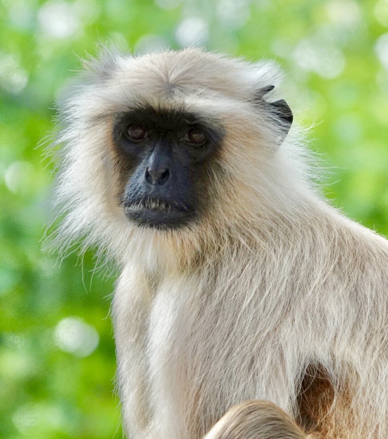 Ranthambore National Park - Ranthambore National Park Rajasthan, India