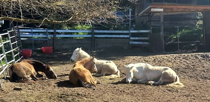 The Barn Boarding Stable - The Barn Boarding Stable 6501 Freedom Blvd, Aptos, CA 95003, USA