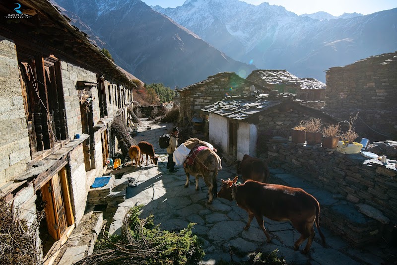 Dantu - Dantu, Uttarakhand 262545, India