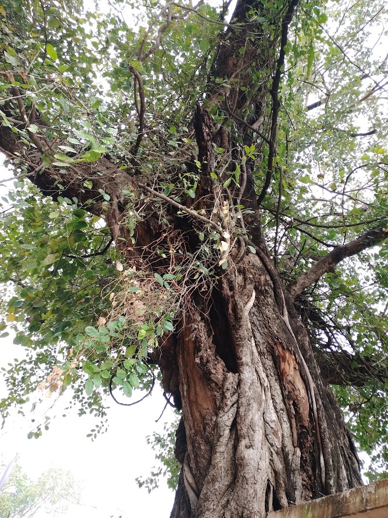Muni Baba Temple - Muni Baba Temple, 4882+532, Kaudia Main Rd, Kaudia, Chhattisgarh 495550, India