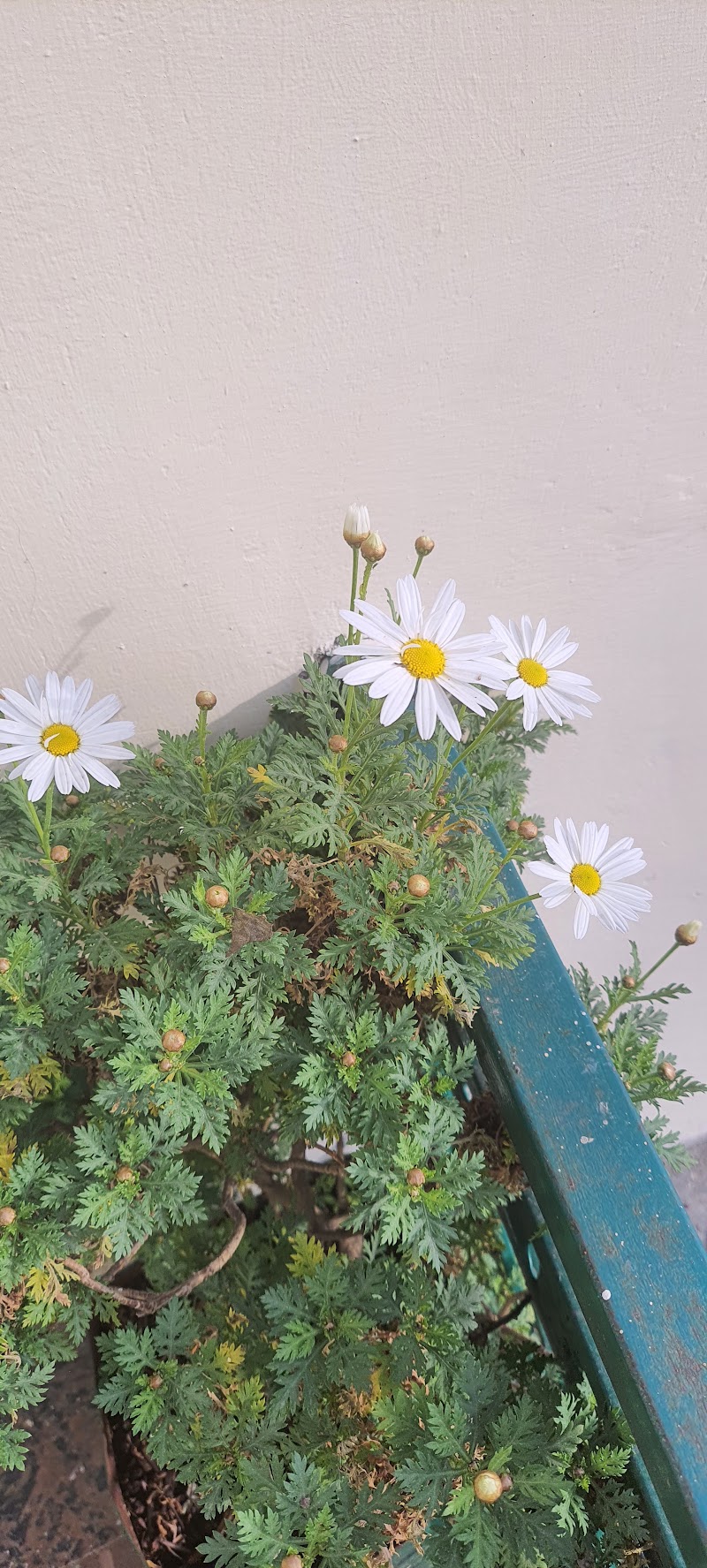 Herne Lodge - Herne Lodge Happy Valley, Charleville, Mussoorie, Uttarakhand 248179, India