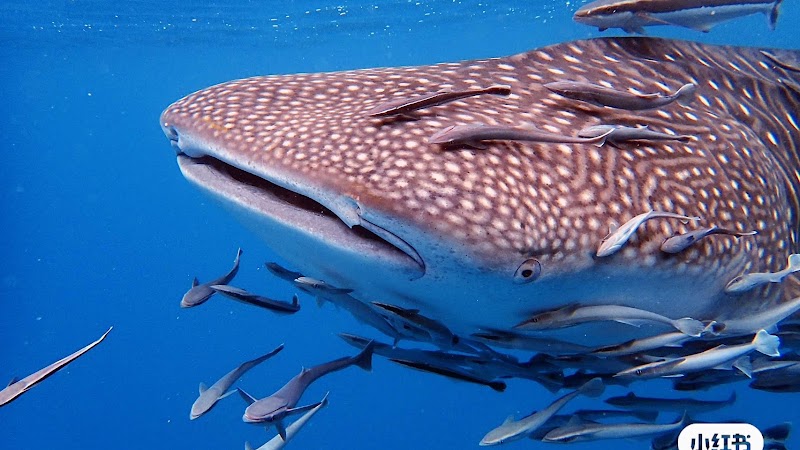 Assava Diving Koh Tao | PADI 5* CDC Scuba Diving Centre & Hotel Beach Resort, Thailand