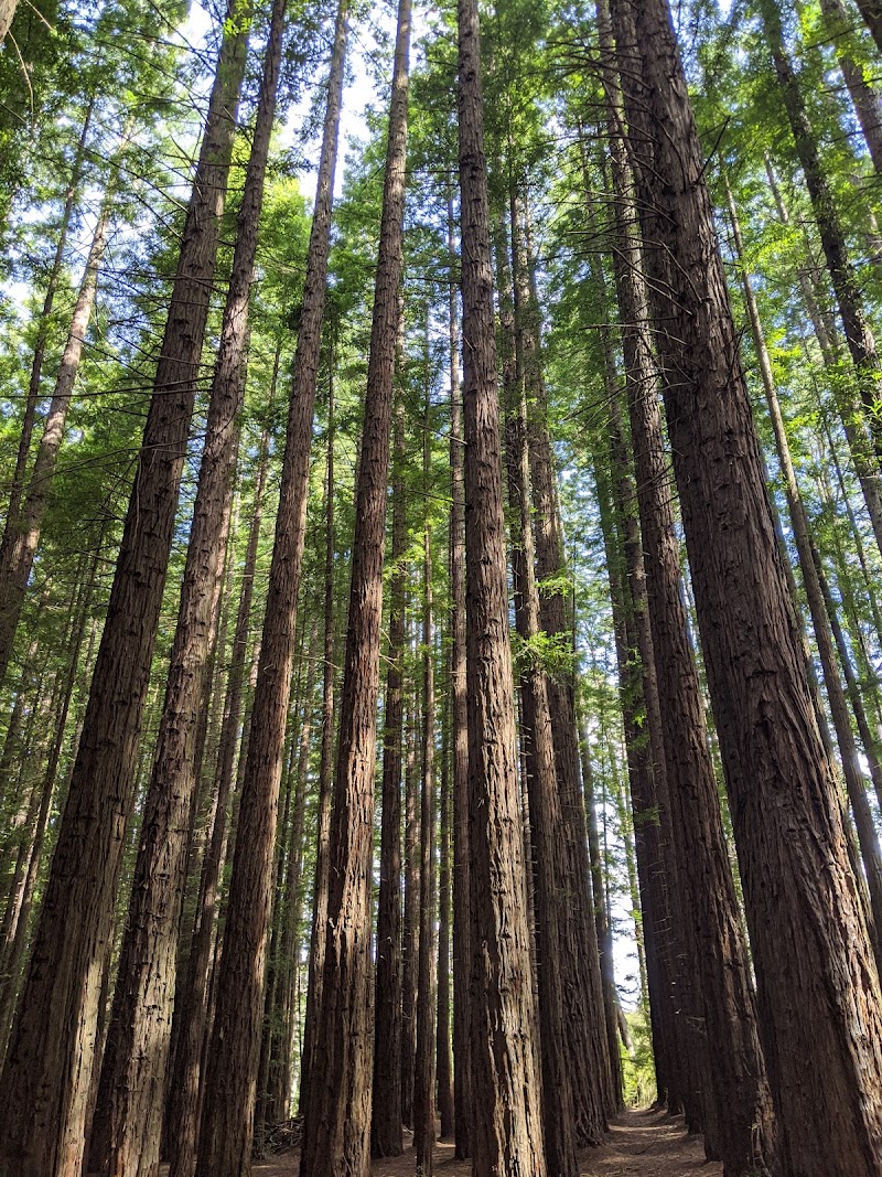 Yarra Ranges National Park - Yarra Ranges National Park, Lockwood Rd, Reefton VIC 3799, Australia