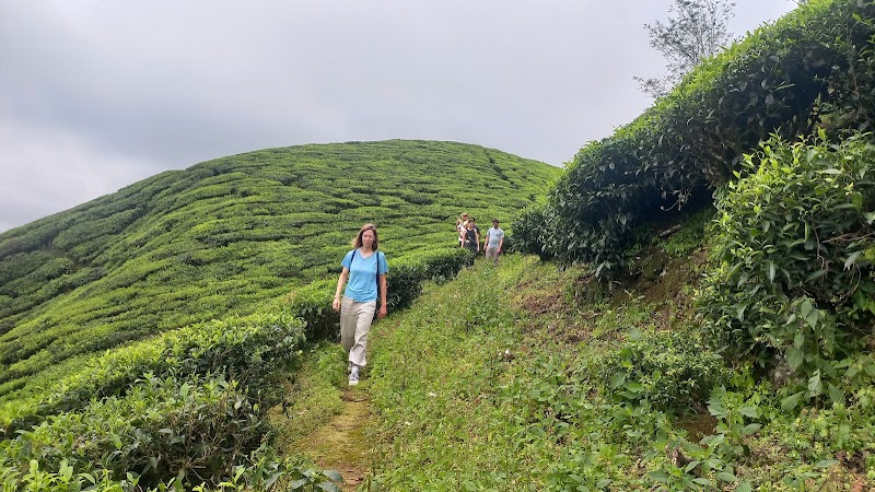 Munnar tea trekking adventure - Munnar tea trekking adventure 20 Acre, Munnar Road, Nullatanni, Pallivasal, Munnar, Kerala 685612, India