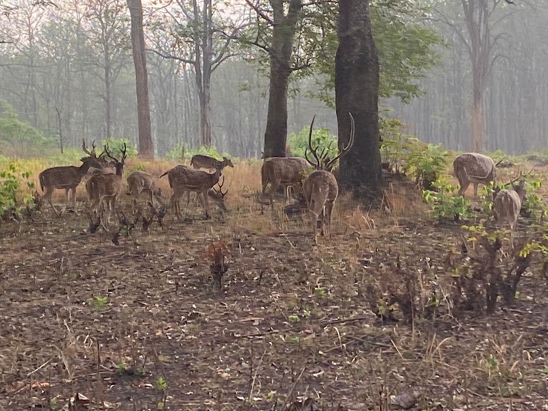 Nagarhole Safari Booking - Nagarhole Safari Booking, post office Safari point, Nagarhole Rd, Karnataka 571106, India