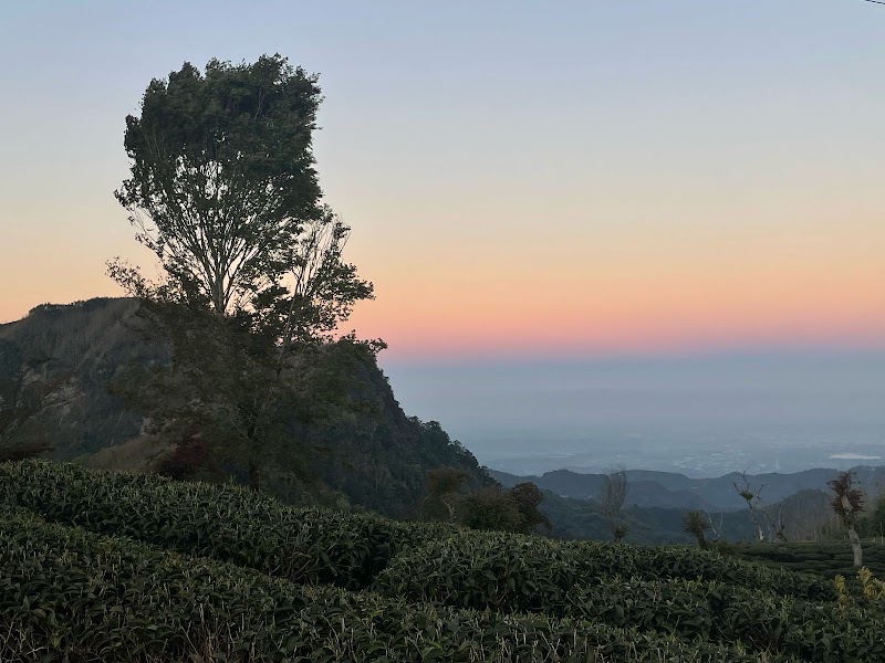 Alishan tea tasting - Alishan tea tasting 605, Taiwan, Chiayi County, Alishan Township, Leye Village, 4鄰123之11號
