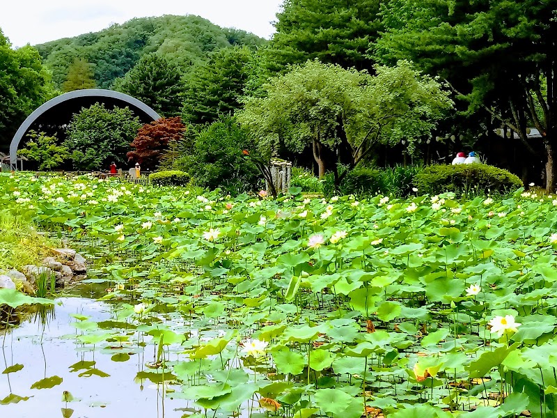 Nami Island - Nami Island 1 Namiseom-gil, Namsan-myeon, Chuncheon, Gangwon-do, South Korea
