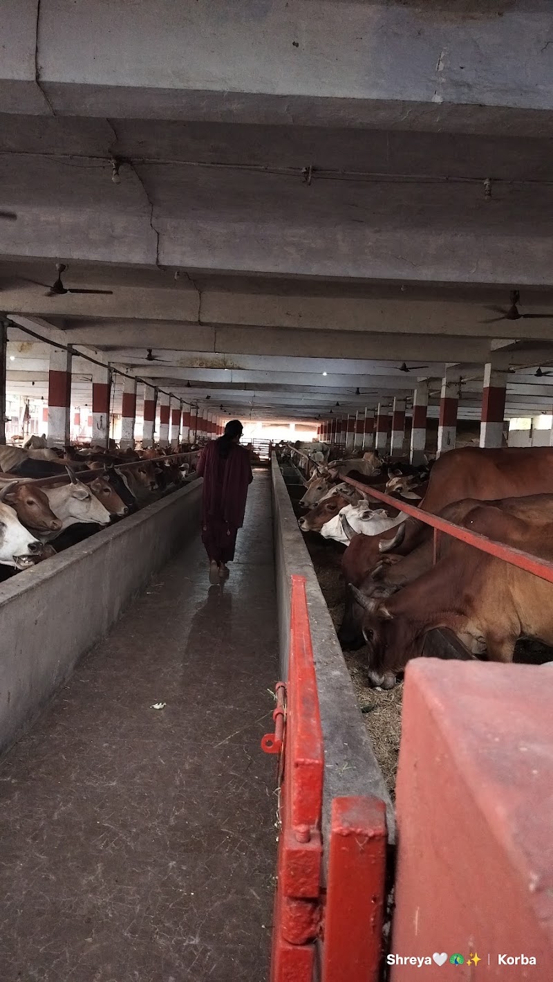 Shree Agrasen Gau Seva Samiti Kanberi - Shree Agrasen Gau Seva Samiti Kanberi, Unnamed Road, 7MPV+P4H, Chhattisgarh 495454, India