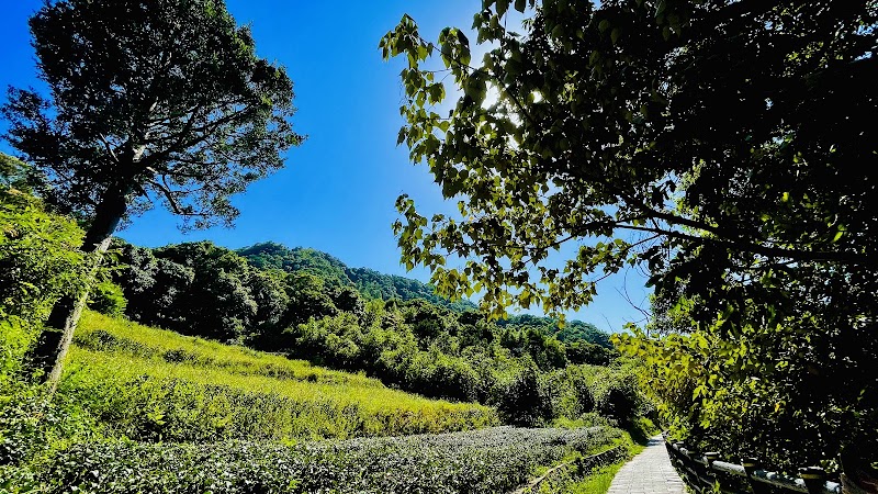 貓空觀光茶園 - 貓空觀光茶園, Wenshan District, Taipei City, Taiwan 116
