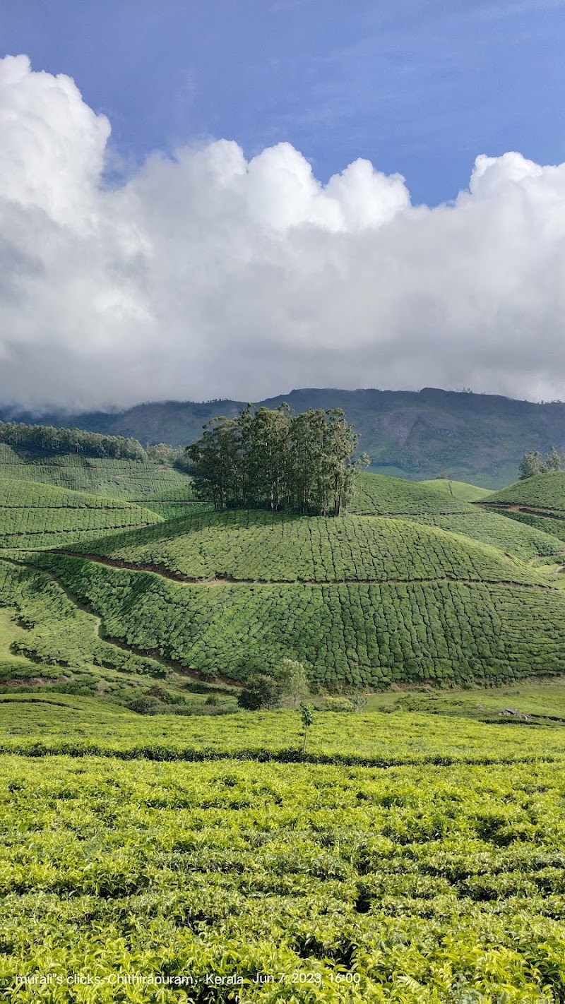 Munnar Tea Trail Tour - Munnar Tea Trail Tour Lockhart Tea Factory Rd, Devikulam, Kerala 685613, India