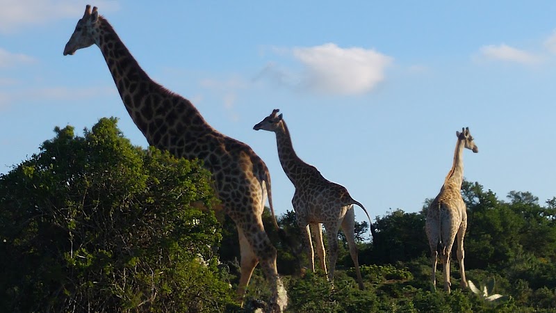 Bucklands Private Game Reserve - Bucklands Private Game Reserve, 6140, South Africa