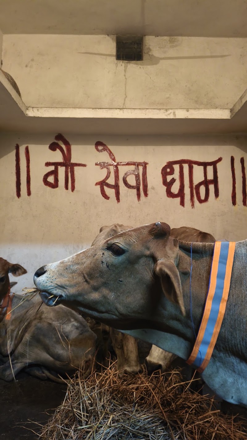 Gau seva hathnewra - Gau seva hathnewra, XMQH+5M8, Hathnewra, Chhattisgarh 495671, India