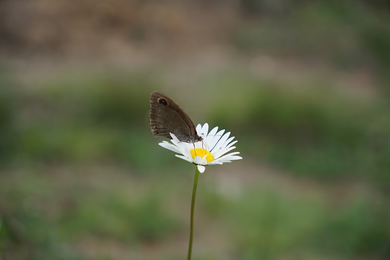 Benog Wildlife Sanctuary - Benog Wildlife Sanctuary Charleville, Mussorie Range, Uttarakhand 248179, India
