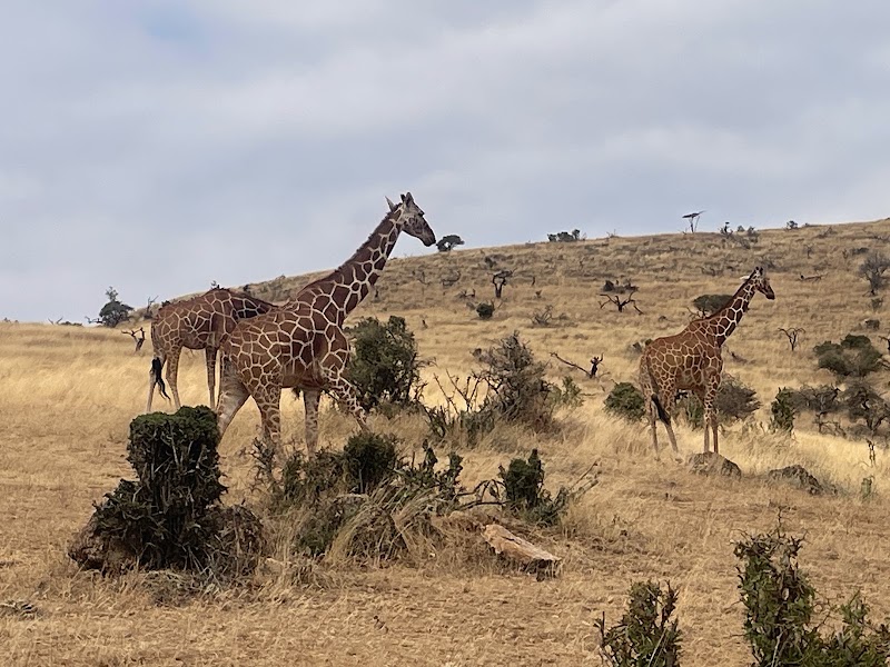 Lewa Wildlife Conservancy - Lewa Wildlife Conservancy, Isiolo, Kenya