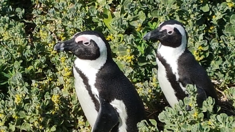 Stony Point Nature Reserve - Stony Point Nature Reserve, 2411 Wallers Rd, Betty's Bay, 7141, South Africa