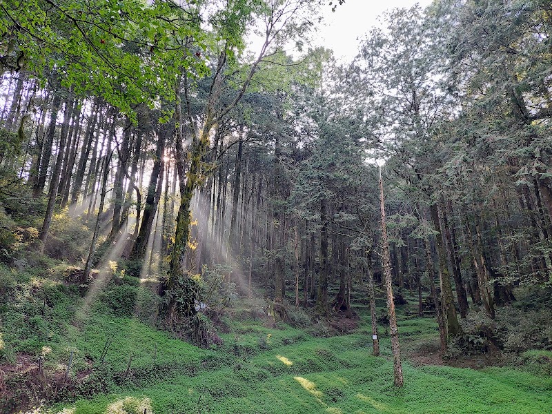 Tashan Trail - Tashan Trail 605 Zhongzheng Village, Alishan Township, Chiayi County, Taiwan 605