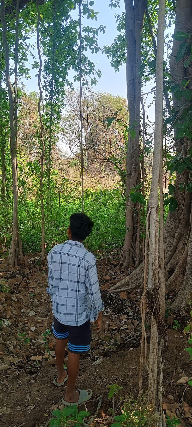 Malidehi (picnicspot) - Malidehi (picnicspot), 63MV+XPF, Malidehi, Gangpurgarh, Odisha 770002, India