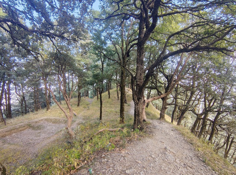 Kilbury and Pangot Wildlife and Bird Sanctuary - Kilbury and Pangot Wildlife and Bird Sanctuary CC9W+8JC, Pangoot, Naina Range, Uttarakhand 263132, India
