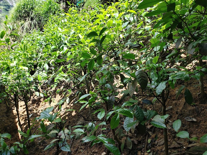Kadugannawa Tea Factory & Sales Center - Kadugannawa Tea Factory & Sales Center, Kadugannawa, Sri Lanka