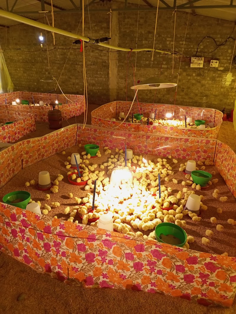 Hussain poultry farm - Hussain poultry farm, Anjora dha, Nagpura, Anjora, Chhattisgarh 491001, India