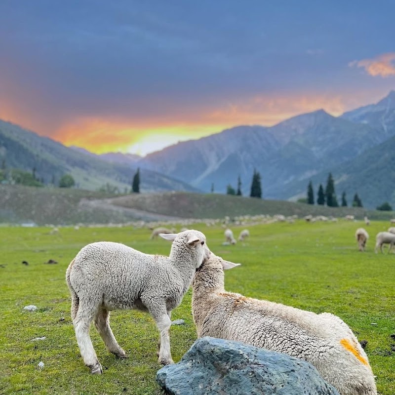 Sonamarg - Sonamarg Sonamarg 191202