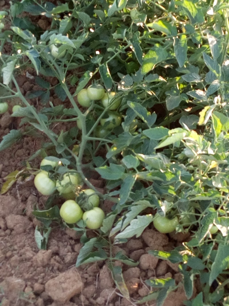 Jai Babe Di Dhaba - Jai Babe Di Dhaba, 52FP+5M7, Ghodari, Chhattisgarh 493445, India