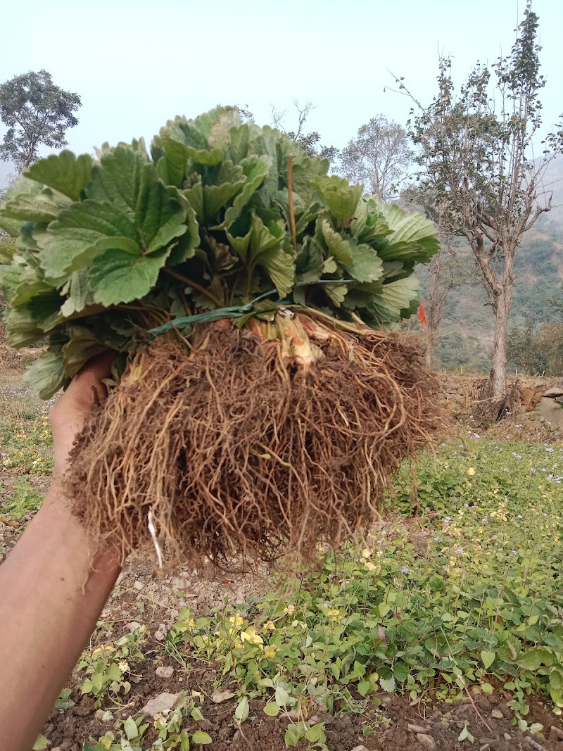Amit strawberry plants - Amit strawberry plants Village, Plau p/o, Kathli Bharan, Rajgarh, Himachal Pradesh 173101, India