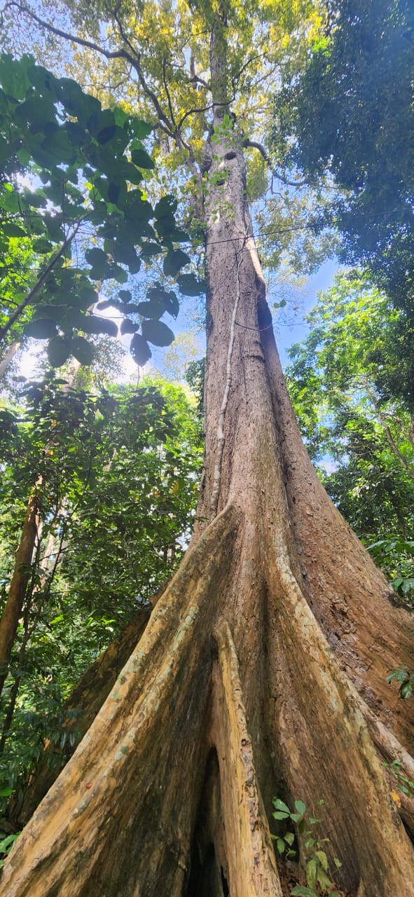 Walking Path To Elephant Beach
