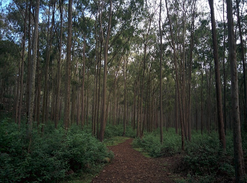 Yelagiri Forest Hill - Yelagiri Forest Hill JM32+3F9, Vallipattu, Tamil Nadu 635853, India