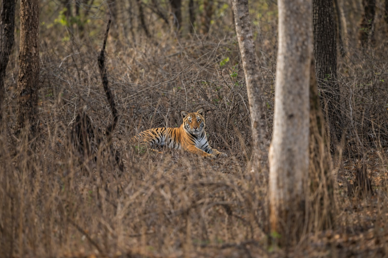 Kabini Forest - Kabini Forest, Kabini Safari centre, Dammanakatte, Karnataka 571114, India