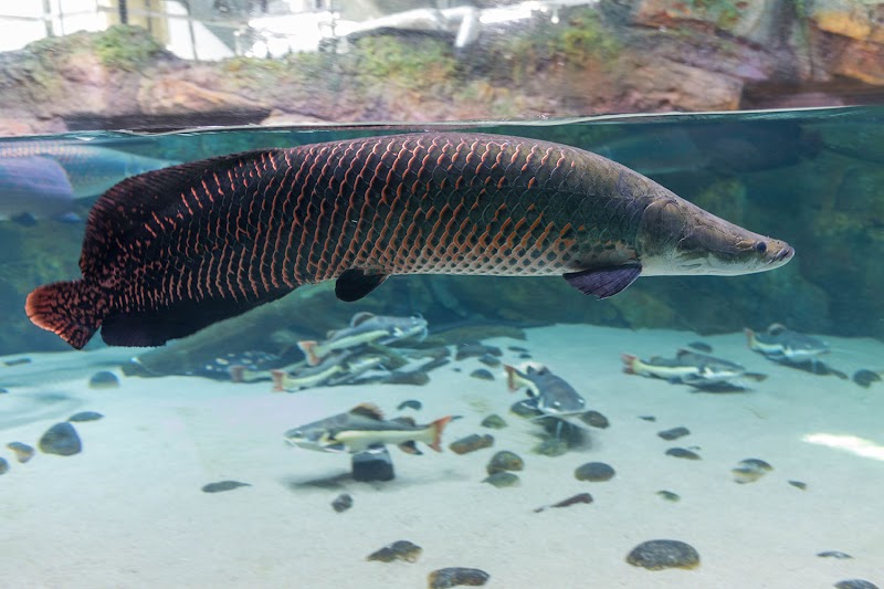 Shenzhen Ocean World - Shenzhen Ocean World China, Guang Dong Sheng, Shen Zhen Shi, Yan Tian Qu, 盐葵路J83H+38X 邮政编码: 518083