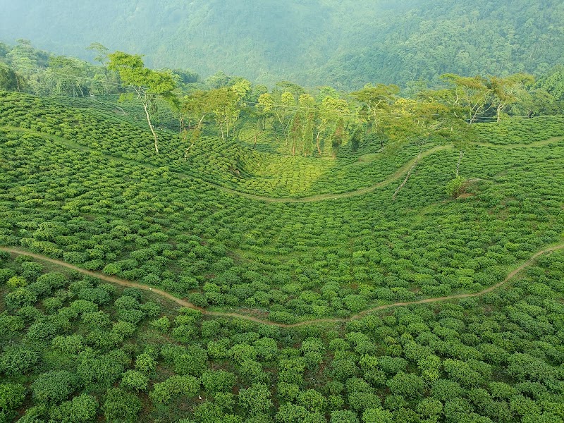 Pine tree forest - Pine tree forest 256P+H3, Ghoom Pahar Forest, West Bengal 734221, India