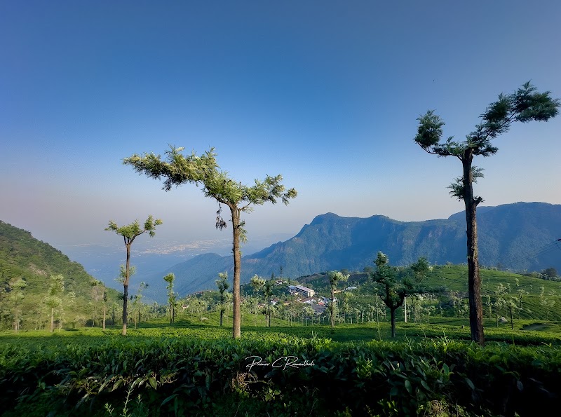 Tea plantation - Tea plantation 8RX9+WQ, Coonoor, Tamil Nadu 643101, India
