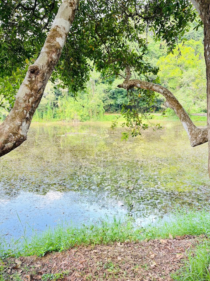 Pookode Lakeview - Pookode Lakeview, G2RG+VJF, Pookode, Kunnathidavaka, Keralam 673576, India