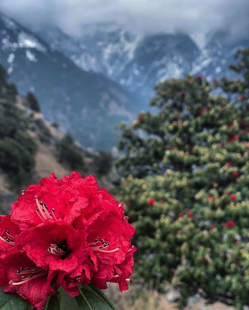 Black Swan Camps Triund - Black Swan Camps Triund Triund trail from Bhagsunag, Dharamshala, Himachal Pradesh 176216, India