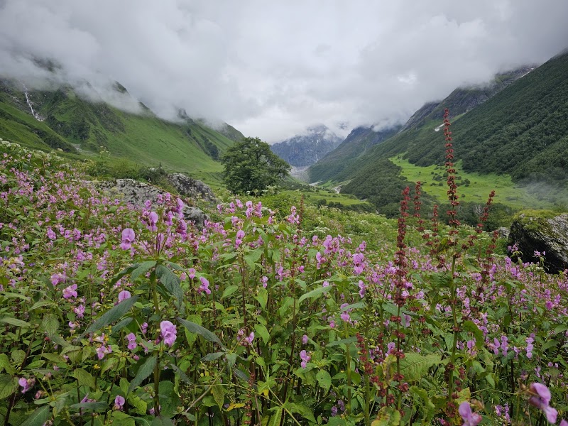 Valley of Flowers National Park - Valley of Flowers National Park Uttarakhand 246443, India