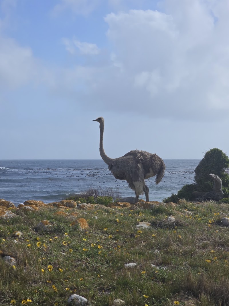 Cape of Good Hope - Cape of Good Hope, Cape Peninsula, Cape Town, South Africa